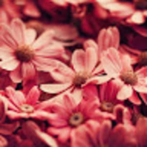 Meet your Posher, Arianna